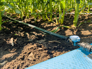 Growers often first notice these problems when 
zones fail to pressurize evenly in early spring.