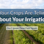 What Your Crops Are Telling You About Your Irrigation