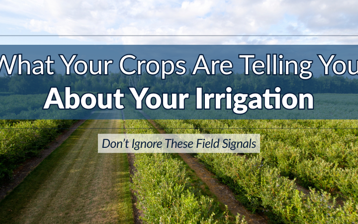 What Your Crops Are Telling You About Your Irrigation