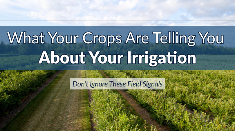 What Your Crops Are Telling You About Your Irrigation